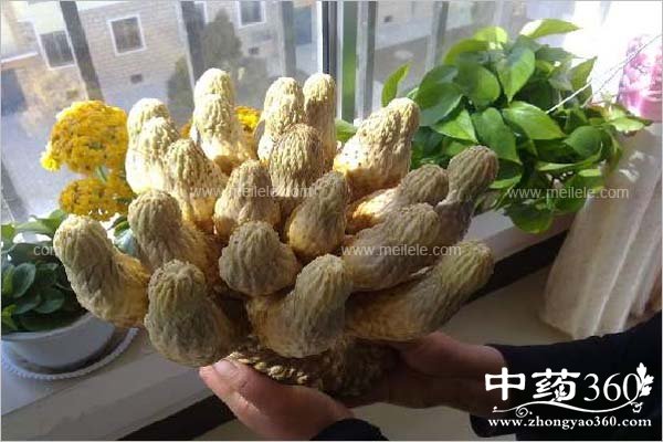 roucongrongdegongxiao