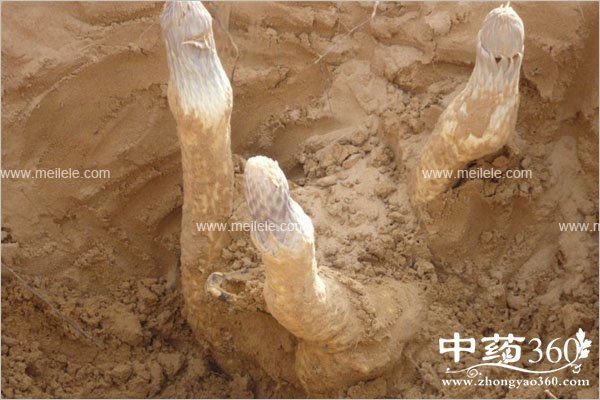 roucongrongdegongxiaoyuzuoyong