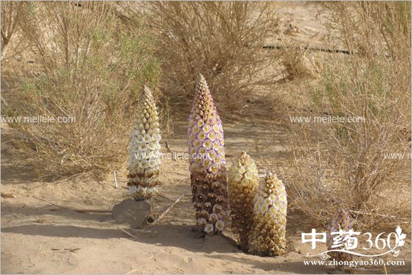 roucongrongdegongxiaoyuzuoyong