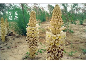 �����صĹ�Ч�����ü�ʳ�÷���