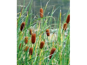 ���ѵĹ�Ч������ ���ѵ�ҩ�ü�ֵ