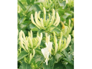 ���������� �������������빦Ч