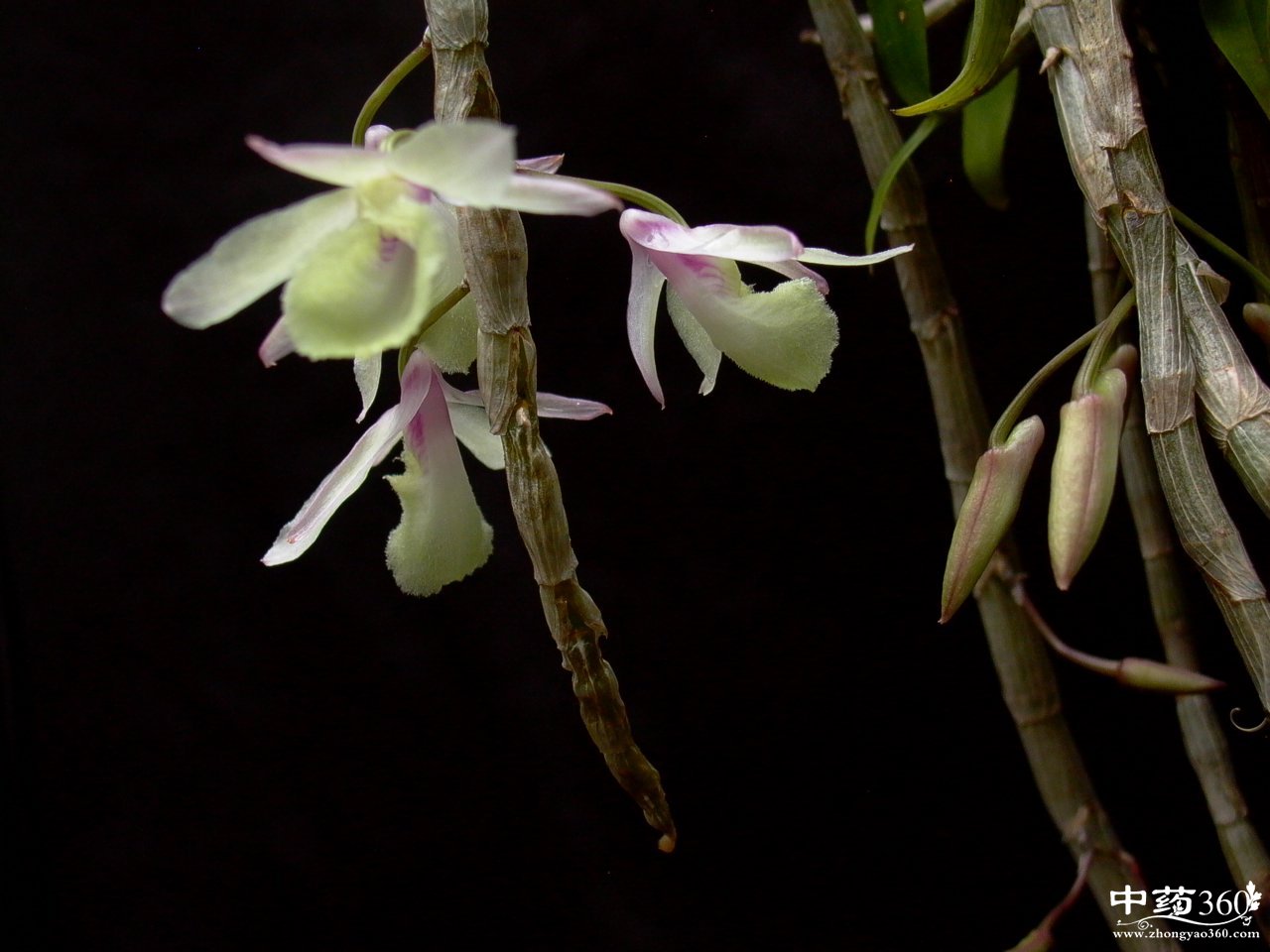 石斛怎么吃好 多种吃法强身健体