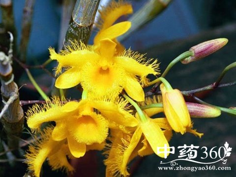 石斛怎么吃好 多种吃法强身健体(2)