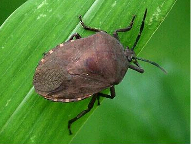 九香虫的功效与作用