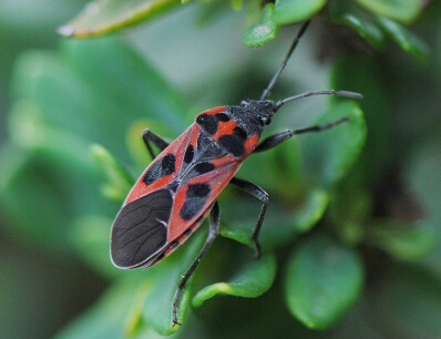 九香虫的食用方法