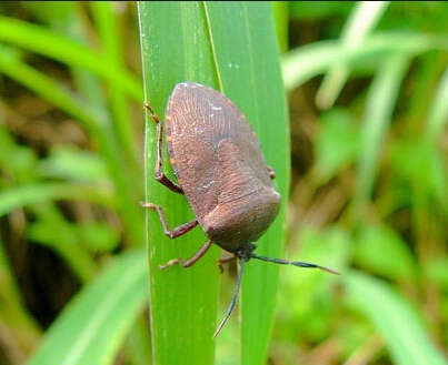 九香虫的各家论述