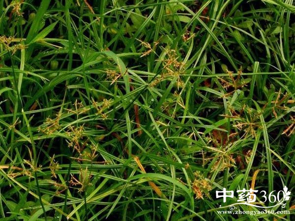 香附的配伍 搭配艾叶太神奇了