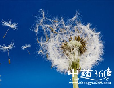 蒲公英的特点 功效与作用(2)