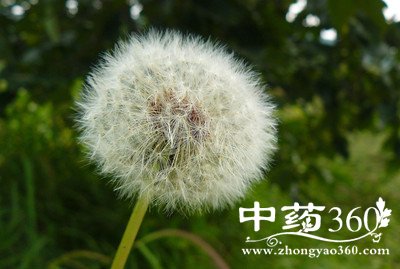 蒲公英的特点 功效与作用(3)