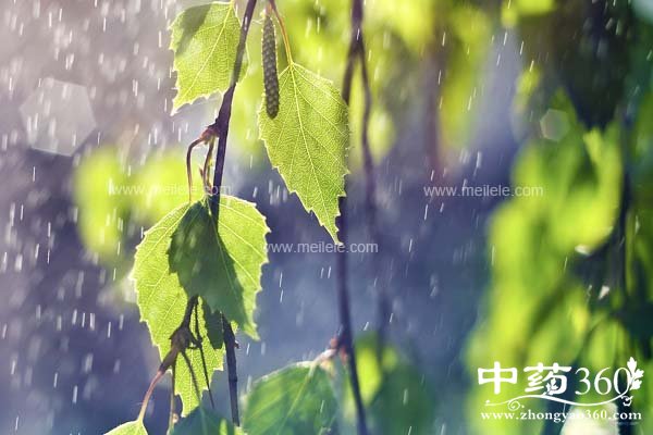 meirongyangshenzhishi