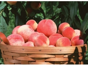 ���ӵĹ�Ч������ ��Ч������