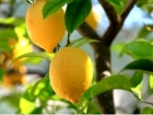 柠檬的功效与作用有哪些 柠檬有哪些功效与作用