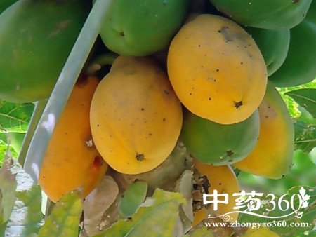 ľϵĹЧ ľϵĴЧ(4)