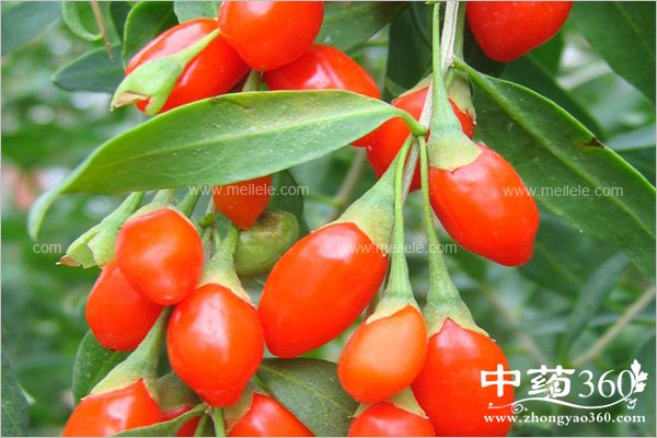 gouqipaochadegongxiao