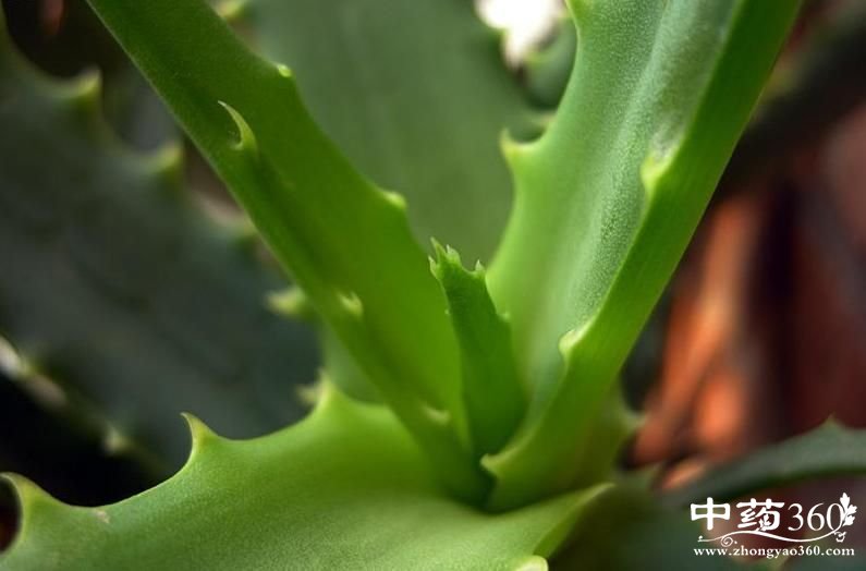 芦荟的营养价值 平凡芦荟功效多(2)