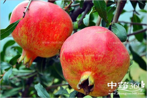 shiliudeyingyangjiazhi