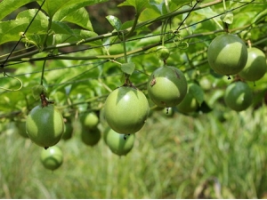 ������Ĺ�Ч������ �������ʲô����