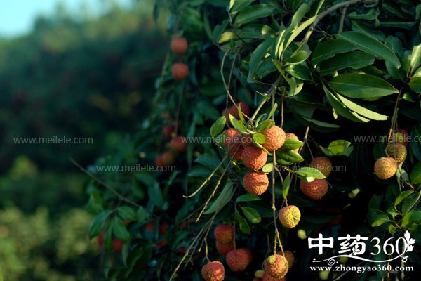 lizhidegongxiaoyuzuoyong