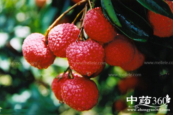 lizhidegongxiaoyuzuoyong