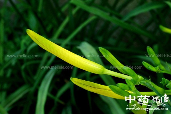 huanghuacaideyaoyongjiazhi