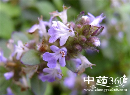 ѪѹνѪѹ ĿݲԽѹ̫(2)