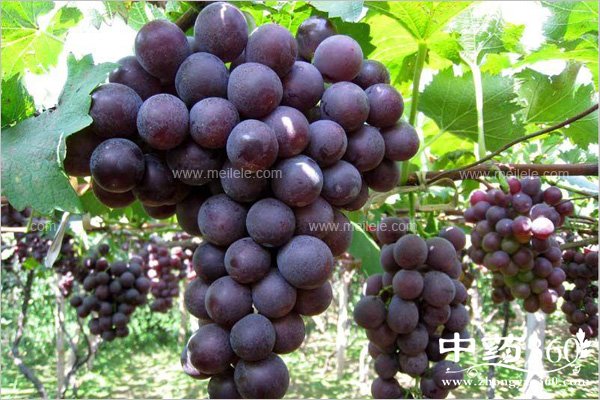 jiangdidanguchundeshuiguo