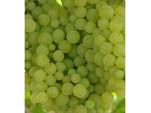 ˮ������ 14�ֳ���ˮ���ٰ�������Ч