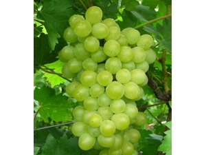 ��������ʲô�ô� �ܻ��������ӻ�˥��