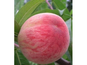 ������ʳС��ʶ �ļ���ˮ���μ�5�����