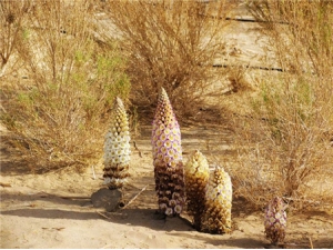 �����صļ۸� ѧ����Щ����Ʒ