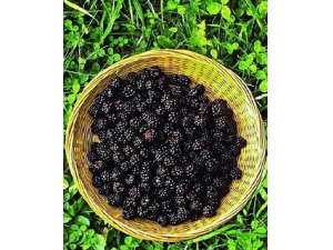 ɣ���Ĺ�Ч������ �ǿ�˥�ϵļѹ�