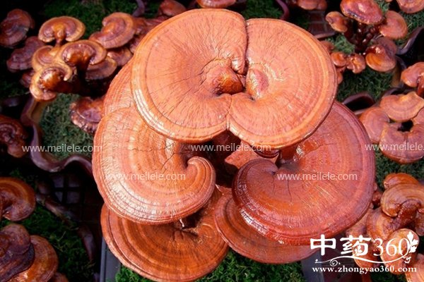 yeshenglingzhidegongxiao