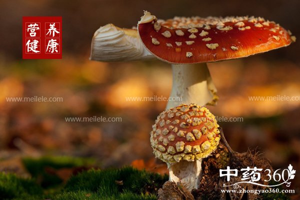 yeshenglingzhidegongxiao