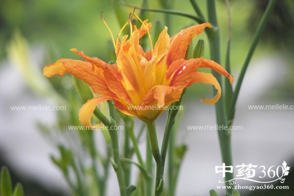 huanghuacaideyingyang