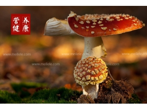 Ұ����֥�Ĺ�Ч������ Ұ����֥�Է�����