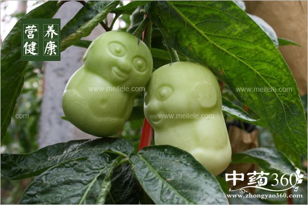 renshenguodegongxiao