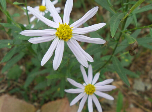 紫菀的食用方法