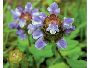 �����ϻ��ʲô�� �Ŀݲ���һ��Ч����