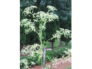 �������кι�Ч �����㼸�������������͵ķ���