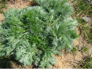 ��µ����Ʒ��� ��Щ���������