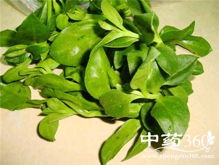 凉拌穿心莲的做法 美味家中做出来