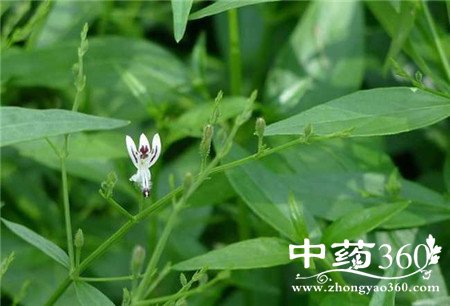 凉拌穿心莲的做法 美味家中做出来