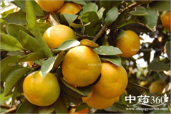 juzideyingyangjiazhi