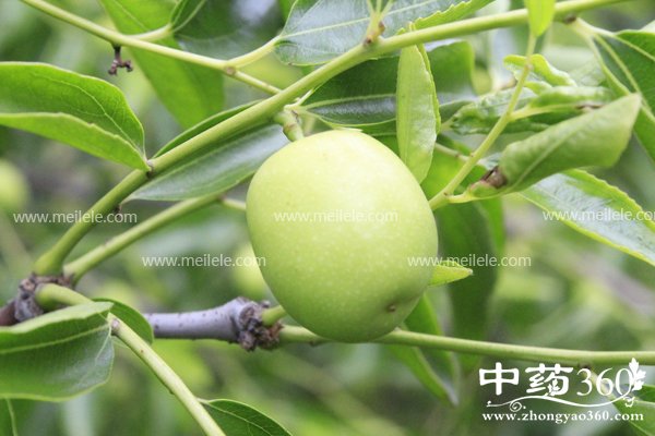 dongzaodeyingyangjiazhi