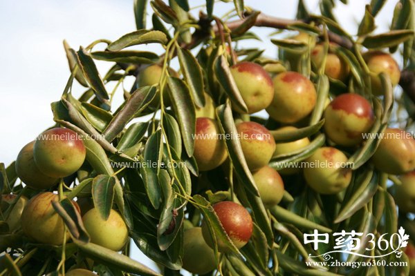 dongzaodeyingyangjiazhi