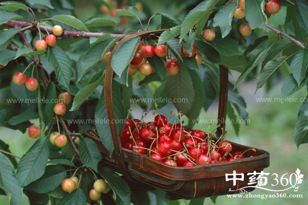 shanshixianweidezuoyong