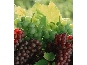 ���س�ʲô�� 6��ˮ����ͷ�������