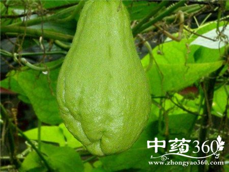 慢性胃炎食疗方法 佛手味美养你的胃(2)