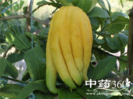 慢性胃炎食疗方法 佛手味美养你的胃